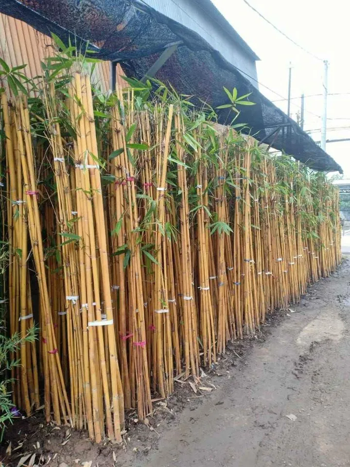 Jual-Pohon-Bambu panda